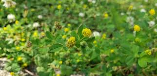 Attēlu rezultāti vaicājumam “Medicago lupulina flower”