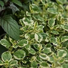 Attēlu rezultāti vaicājumam “Origanum vulgare leaf”