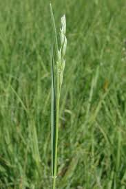 Attēlu rezultāti vaicājumam “Danthonia decumbens bud”