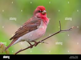 Attēlu rezultāti vaicājumam “Carpodacus erythrinus”