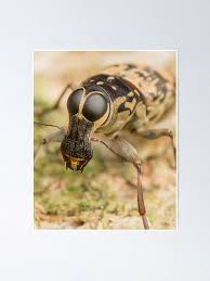 Attēlu rezultāti vaicājumam “Anthribidae”