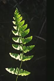 Attēlu rezultāti vaicājumam “Dryopteris cristata”