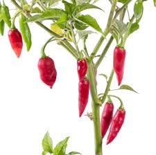 Afbeeldingsresultaat voor chili maya hot pepper hot pepper