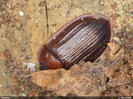 Attēlu rezultāti vaicājumam “Ostoma ferruginea”
