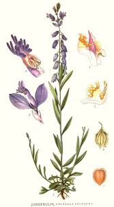 Attēlu rezultāti vaicājumam “Polygala vulgaris flower”