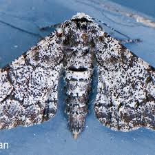 Attēlu rezultāti vaicājumam “Biston betularia”