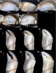 Attēlu rezultāti vaicājumam “Diderma crustaceum young”
