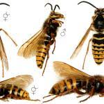 Attēlu rezultāti vaicājumam “Dolichovespula media”