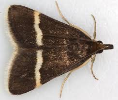 Attēlu rezultāti vaicājumam “Pyrausta cingulata”