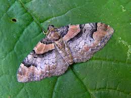 Attēlu rezultāti vaicājumam “Pareulype berberata”