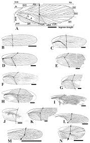 Attēlu rezultāti vaicājumam “Blattoptera”