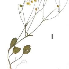 Attēlu rezultāti vaicājumam “Ranunculus auricomus leaf”