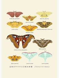 Attēlu rezultāti vaicājumam “Saturniidae”