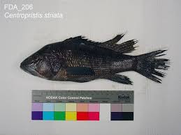 Image result for Centropristis striata