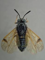 Attēlu rezultāti vaicājumam “Arge ustulata”