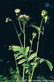 Attēlu rezultāti vaicājumam “Cirsium oleraceum leaf”