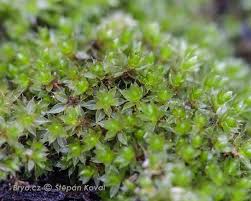 Attēlu rezultāti vaicājumam “Bryum moravicum”