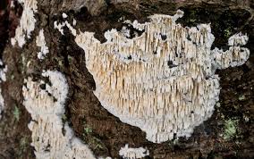 Attēlu rezultāti vaicājumam “Basidioradulum radula”