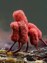 Attēlu rezultāti vaicājumam “Lamproderma arcyrioides”