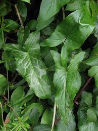 Attēlu rezultāti vaicājumam “Lycogala maculatum sessile”