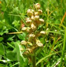 Attēlu rezultāti vaicājumam “Coeloglossum viride flower”