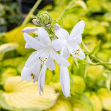 Attēlu rezultāti vaicājumam “Hosta sp. flower”