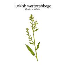 Attēlu rezultāti vaicājumam “Bunias orientalis”