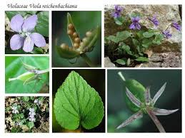 Attēlu rezultāti vaicājumam “Viola reichenbachiana”