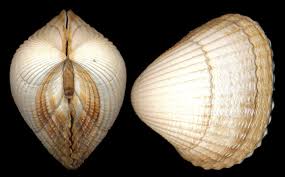 Attēlu rezultāti vaicājumam “Colloderma oculatum sessile”