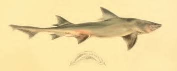 Image result for Furgaleus macki