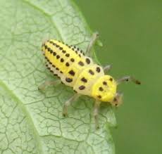 Attēlu rezultāti vaicājumam “Calvia decemguttata larva”