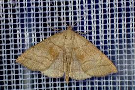 Attēlu rezultāti vaicājumam “Herminia tarsicrinalis”