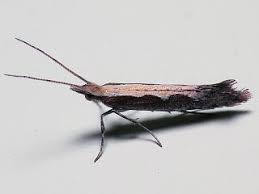 Attēlu rezultāti vaicājumam “Plutellidae”