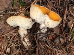 Attēlu rezultāti vaicājumam “Sowerbyella radiculata”