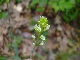 Attēlu rezultāti vaicājumam “Arabis glabra”