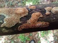 Attēlu rezultāti vaicājumam “Antrodia albida”