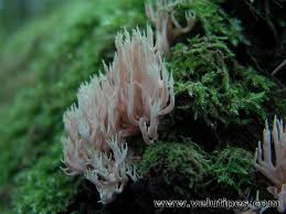 Attēlu rezultāti vaicājumam “Lentaria”