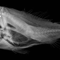 Image result for Paragaleus pectoralis