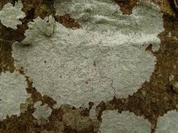 Attēlu rezultāti vaicājumam “Phlyctis agelaea”