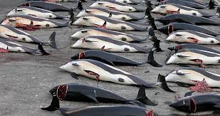Image result for japan dolphin slaughter