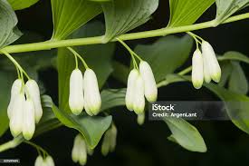 Attēlu rezultāti vaicājumam “Polygonatum odoratum flower”