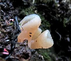 Attēlu rezultāti vaicājumam “Neobulgaria pura”