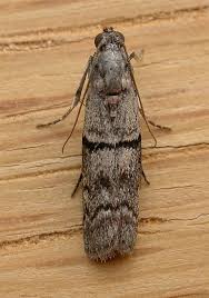 Attēlu rezultāti vaicājumam “Nyctegretis lineana”