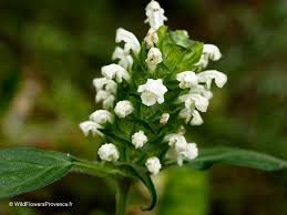 Attēlu rezultāti vaicājumam “Prunella vulgaris flower”