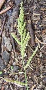 Attēlu rezultāti vaicājumam “Echinochloa crus-galli fruit”