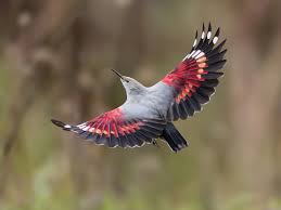 Image result for Tichodroma muraria