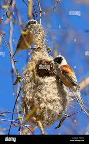 Image result for Remiz pendulinus