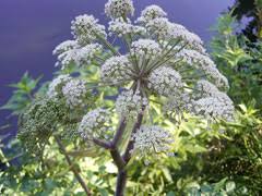 Image result for Angelica silvestris