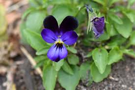 Image result for Hornveilchen