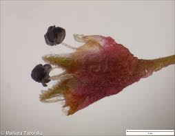 Attēlu rezultāti vaicājumam “Ulmus laevis flower”